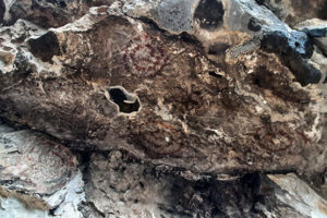 Pikturimet shkëmbore te Guva e Mrrizit (Unike në Kosovë) 7