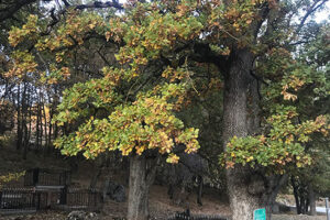 Trungjet e dushkut (Quercus sp.) në Breshanc 1