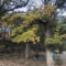Trungjet e dushkut (Quercus sp.) në Breshanc 1