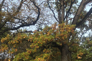 Trungjet e dushkut (Quercus sp.) në Breshanc 2