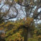 Trungjet e dushkut (Quercus sp.) në Breshanc 2
