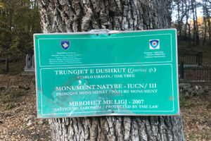Trungjet e dushkut (Quercus sp.) në Breshanc 3