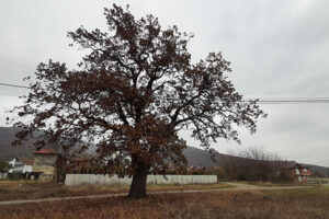 Trungu i shpardhit (Quercus frainetto) në lagjen e Berishajve Drenoc
