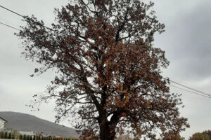 Trungu i shpardhit (Quercus frainetto) në lagjen e Berishajve Drenoc 1