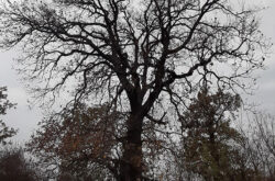 Trungu i shpardhit (Quercus frainetto) në lagjen e Mehovce Drenoc