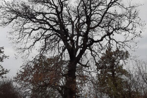 Trungu i shpardhit (Quercus frainetto) në lagjen e Mehovce Drenoc
