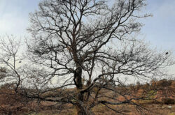 Trungu i qarrit (Quercus cerris) dhe Trungu i vidhit (Ulmus minor) Bratotin 1