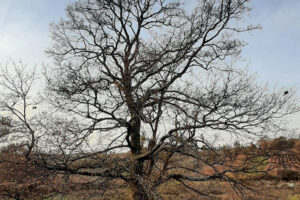Trungu i qarrit (Quercus cerris) dhe Trungu i vidhit (Ulmus minor) Bratotin 1