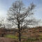 Trungu i qarrit (Quercus cerris) dhe Trungu i vidhit (Ulmus minor) Bratotin 1