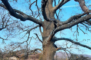 Trungu i qarrit (Quercus cerris) dhe Trungu i vidhit (Ulmus minor) Bratotin