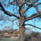 Trungu i qarrit (Quercus cerris) dhe Trungu i vidhit (Ulmus minor) Bratotin