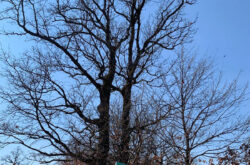 Kompleksi i trungjeve të dushkut (Quercus sp). në Savrovë 2007