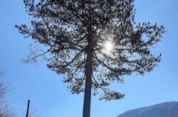Trungu i pishes (Pinus sp.) në Delloc 2007
