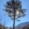 Trungu i pishes (Pinus sp.) në Delloc 2007