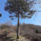 Trungu i pishes (Pinus sp.) në Delloc 2007 (1)