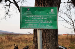 Trungu i Qarrit (Quercus ceris L.) në Bubël 1