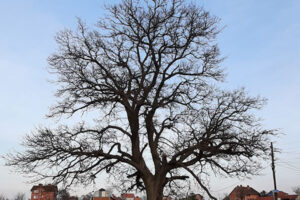 Trungu i Qarrit (Quercus ceris L.) në Bubël 2